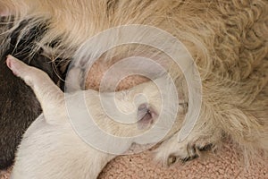 Closeup of healthy newborn puppies sucking on their mom\'s teats