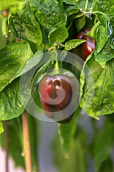 Closeup of healthy organic young homegrown Bell Pepper, specie Capsicum annuum. Native from Central and Northern South America.