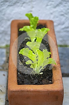 Closeup of healthy organic young homegrown lettuce, specie lactuca sativa, it is a source of vitamin K and vitamin A.