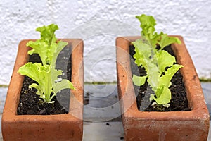 Closeup of healthy organic young homegrown lettuce, specie lactuca sativa, it is a source of vitamin K and vitamin A.