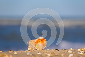 Closeup heap of marine shell on sandy sea beach