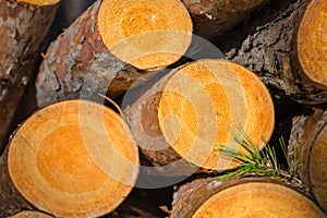 Closeup heap of pine tree trunk in a forest