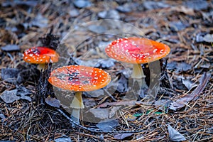Closeup heap of red flyagaric mushroom in forest