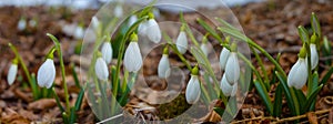 Closeup heap of white snowdrop growth on forest gade