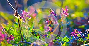 closeup heap of wild flowers on forest glade