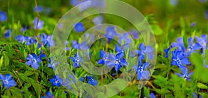 closeup heap of wild flowers on forest glade