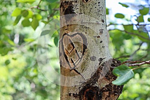 Closeup of a heart carved on an aspen tree trunk in a Colorado forest