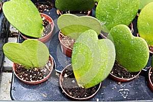 Closeup of a heart shaped leaf on a plant