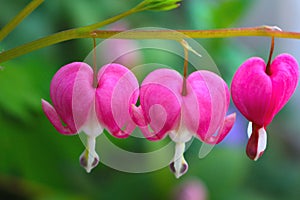 Closeup of the heart-shaped pink blossoms of the popular garden flower called bleeding heart, Germany