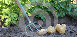 A closeup of a heart shaped potato in childs hands with the slightly blurred potato foliage and garden tools in a background. photo