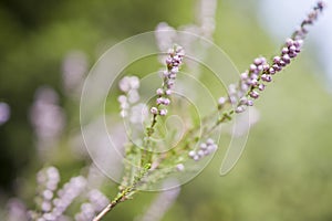 Closeup of heather violet flowers