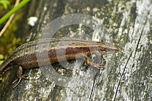 Closeup of heavy gravid female viviparous or common lizard(Zootoca vivipare)infected with parasites