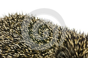 Closeup of hedgehog quills photo