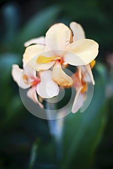 Closeup of hedychium flower