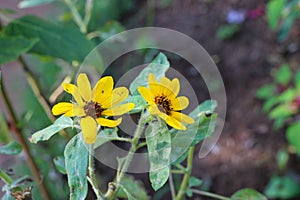 Closeup of helianthus petiolaris in a garden under the sunlight with a blurry background
