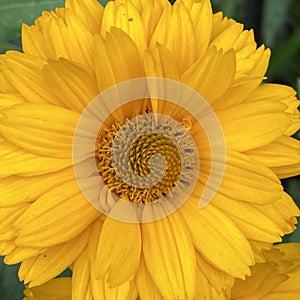 Closeup of a heliopsis flower