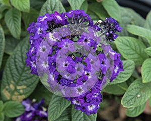 Closeup Heliotropium Helios Blue