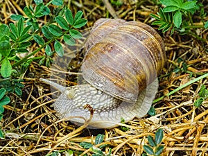 Closeup of a helix pomatia or Burgundy snail