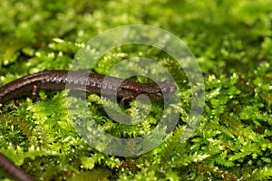 Closeup on a Hell Hollow Slender Salamander, Batrachoseps diabolicus sitting on green moss