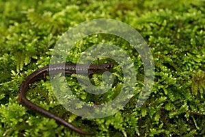 Closeup on a Hell Hollow Slender Salamander, Batrachoseps diabolicus sitting on green moss