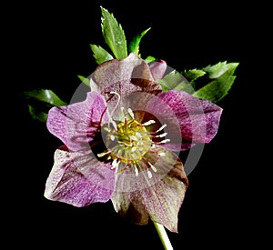 Closeup of Helleborus flower , aka Chistmas or Winter rose, on black background