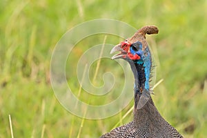 Closeup of Helmeted guinea fowl, large African game bird with bony casque on the head in Tanzania, East Africa photo