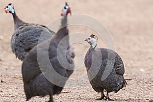 Closeup of Helmeted guineafowl Numida meleagris