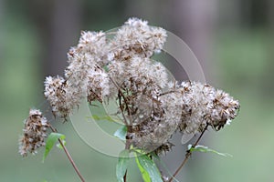 Closeup of a Hemp-agrimony plant found in the wilderness isolated on a blurry background