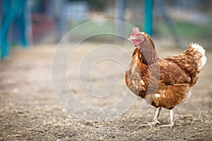 Closeup of a hen in a farmyard