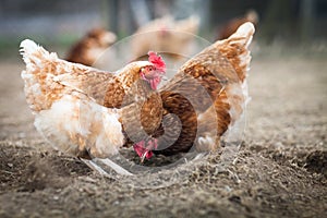 Closeup of a hen in a farmyard