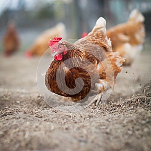 Closeup of a hen in a farmyard