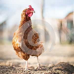 Closeup of a hen in a farmyard