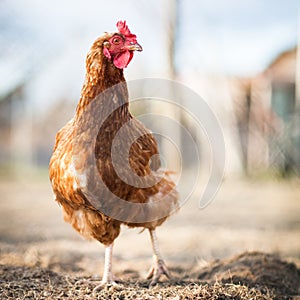 Closeup of a hen in a farmyard photo