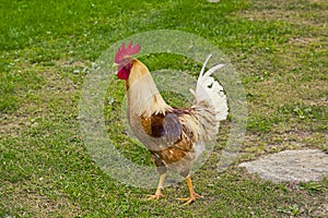 Closeup of a hen in a farmyard