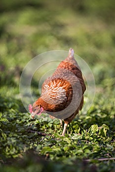 Closeup of a hen in a farmyard