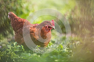 Closeup of a hen in a farmyard