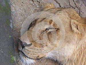 Closeup of her face as a lioness sleeps