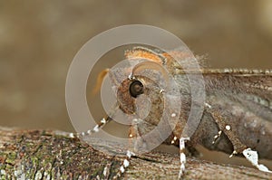 Closeup on the Herald owlet moth, Scoliopteryx libatrix, sitting on wood