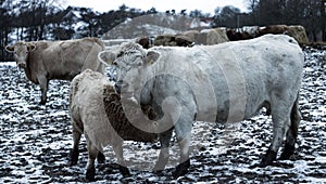 Closeup of a herd of cows in a field covered in the snow in winter with a blurry background