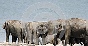 The Asian elephant of Jim Corbett are called as Elephas maximus photo