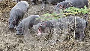 Closeup of herd of Hippos contemplating crashing into the river from land, one with mouth wide open