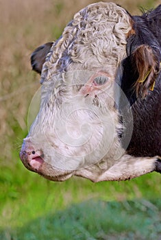 Closeup of a hereford cow alone on a farm pasture. Headshot of a sad bull grazing on lush green grass on rural farmland