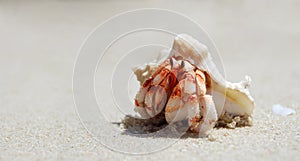 Closeup of a hermit crab with shell