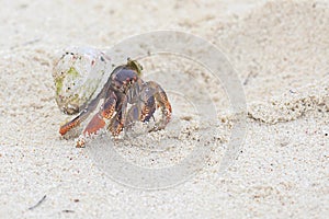 Hermit Crab Closeup