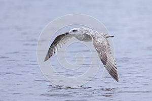 Closeup of a herring gull, Larus argentatus, flying above water