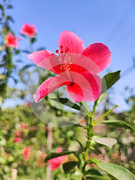 A closeup of Hibiscus flower with blue sky