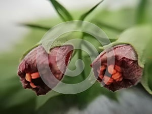 Closeup of hibiscus flower buds with sepals