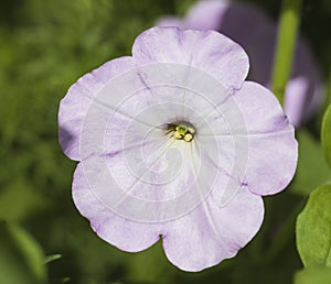 Closeup of a hibiscus manihot purple flower