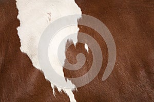 Closeup of hide on side of red and white cow