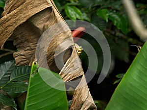 Closeup of hiding Hummingbird Trochilidae opposite banana leaf Vilcabamba, Ecuador photo